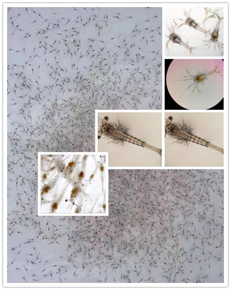 product-1-1 artemia cysts shrimp larval feed