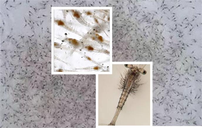 vannamei shrimp larval feed vannamei shrimp larval feed