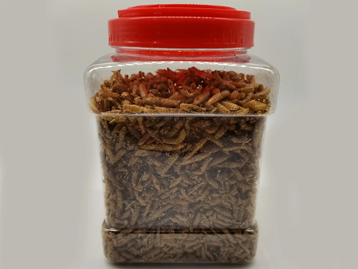 MD black soldier fly larvae MD black soldier fly larvae