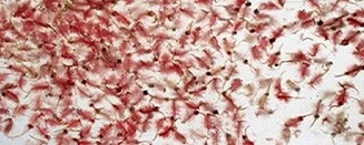 picture of Frozen Brine Shrimp Blister picture of Frozen Brine Shrimp Blister