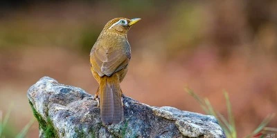 picture of thrushes bird picture of thrushes bird