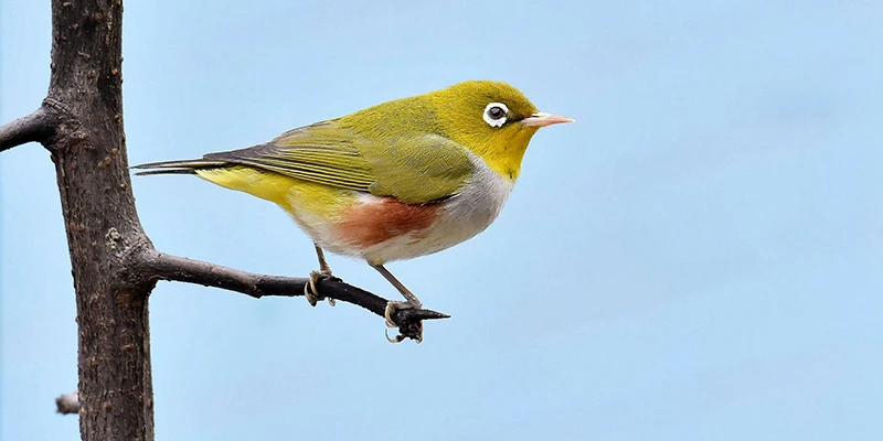 picture of silvereyes bird picture of silvereyes bird