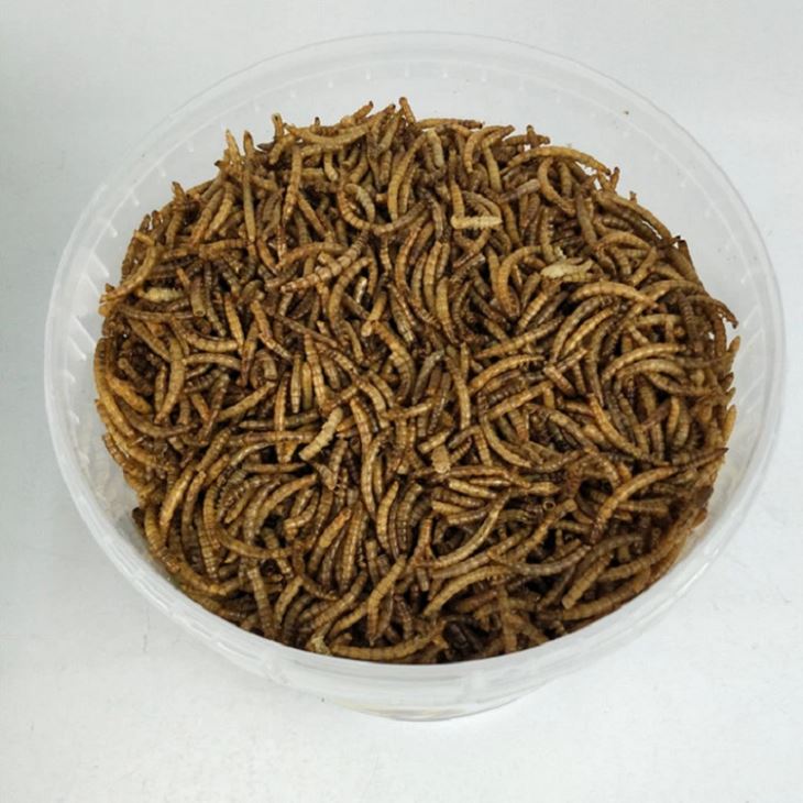 শুকনো খাবারের পোকার খাবার